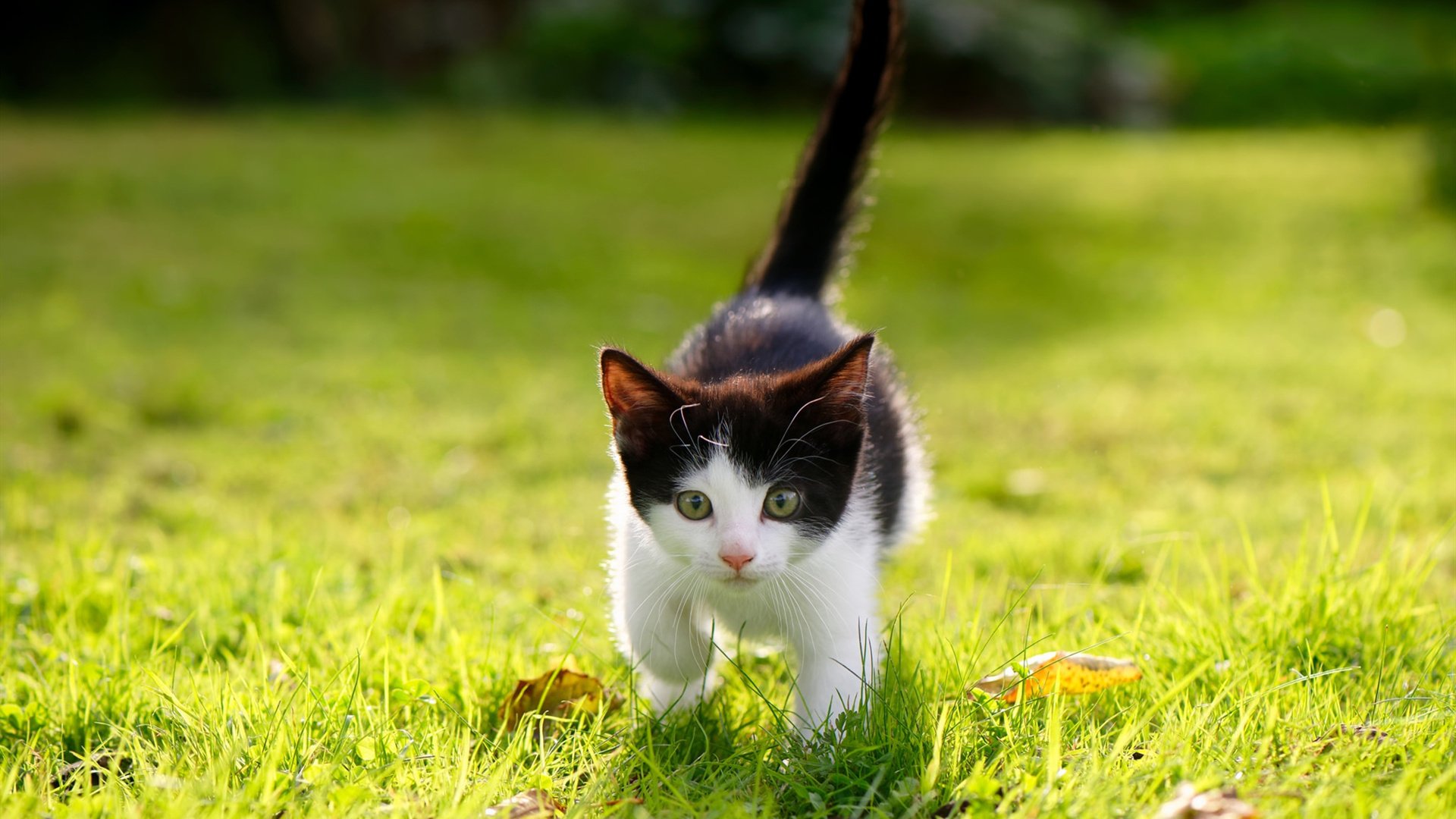 雷恩奇兵破南美雄鹰，美加墨世界杯焦点战背后的战术革命与新生代崛起