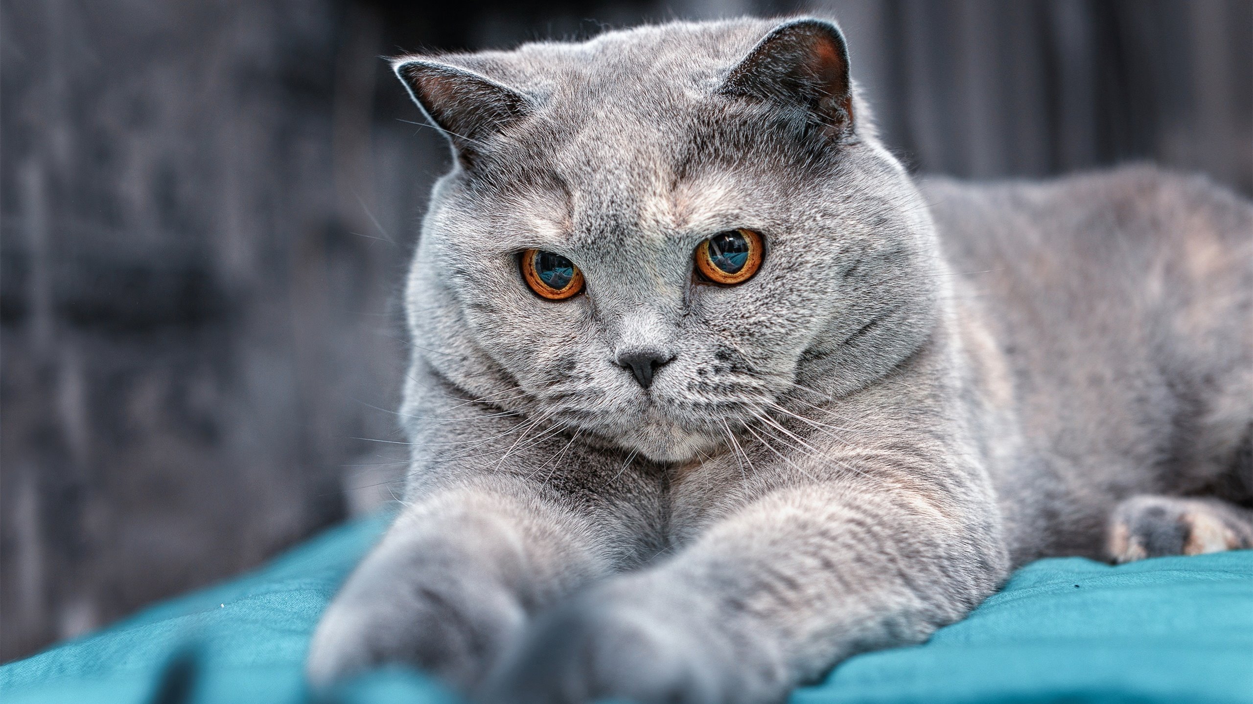 当童话照进现实，凯恩欧冠封神夜，洪都拉斯打穿挪威的隐喻